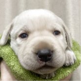 ラブラドールレトリバー