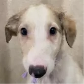 ボルゾイ
