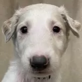 ボルゾイ