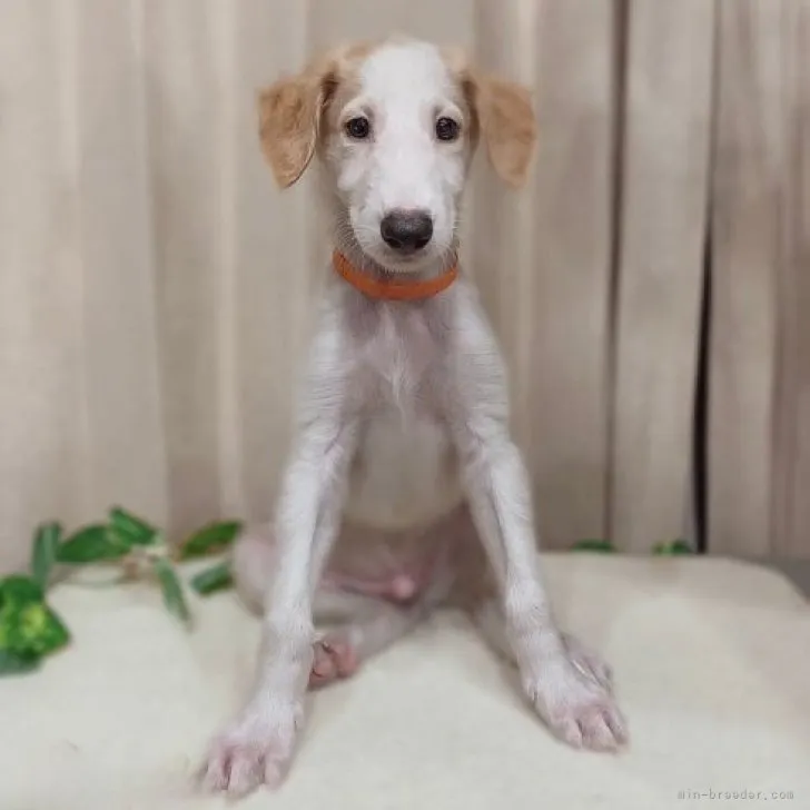 ID：2307-06138の子犬