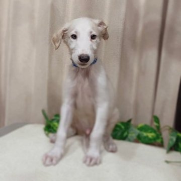 ボルゾイ【岐阜県・男の子・2023年6月28日・ホワイトレモン】の写真「かわいいボルゾイの男の子です！」
