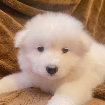サモエド【岐阜県・女の子・2023年5月27日・ホワイト】の写真「すくすくと育ってます！
愛らしい女の子です！」