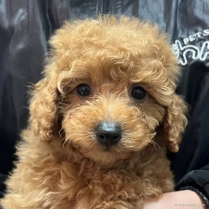 S.U 様のお迎えした子犬