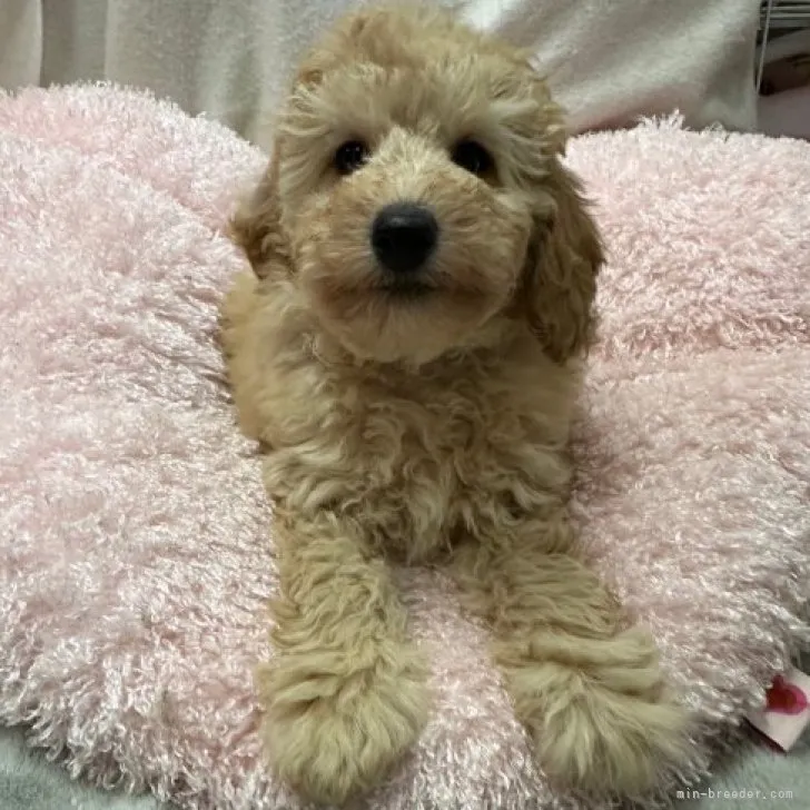 ID：2302-02653の子犬