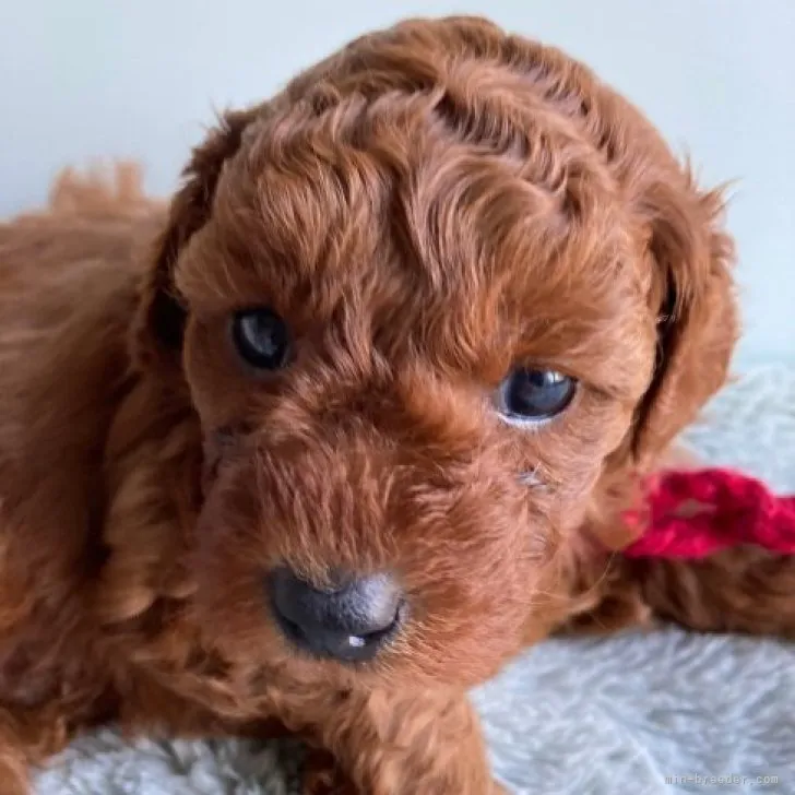 ID:2312-00930の子犬