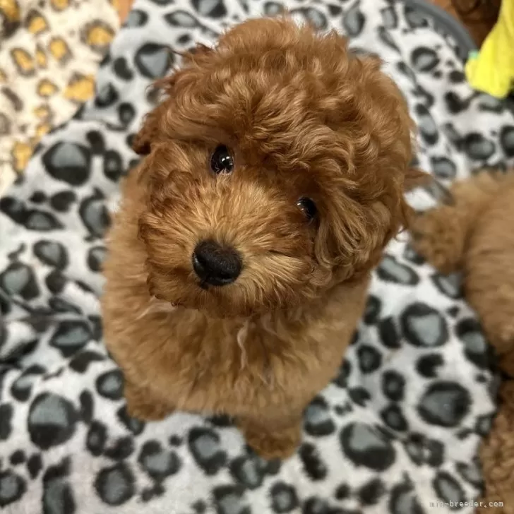 ID:2312-00933の子犬