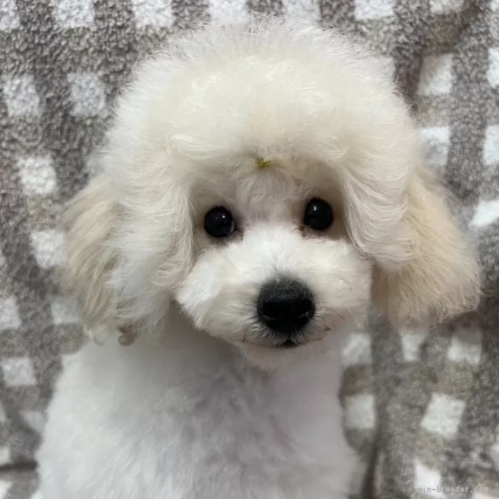ID:2405-01250の子犬