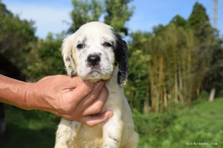 ID：2009-03096の子犬