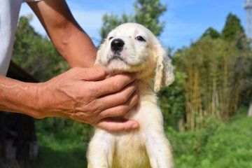 イングリッシュセッター【千葉県・女の子・2020年8月11日・ブルーベルトン】の写真「骨格のしっかりしたフィールド系の犬です」