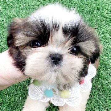 シーズー【茨城県・女の子・2025年3月27日・ホワイト&ゴールド】の写真「優しくて甘い顔 短い鼻❤️可愛い女の子」