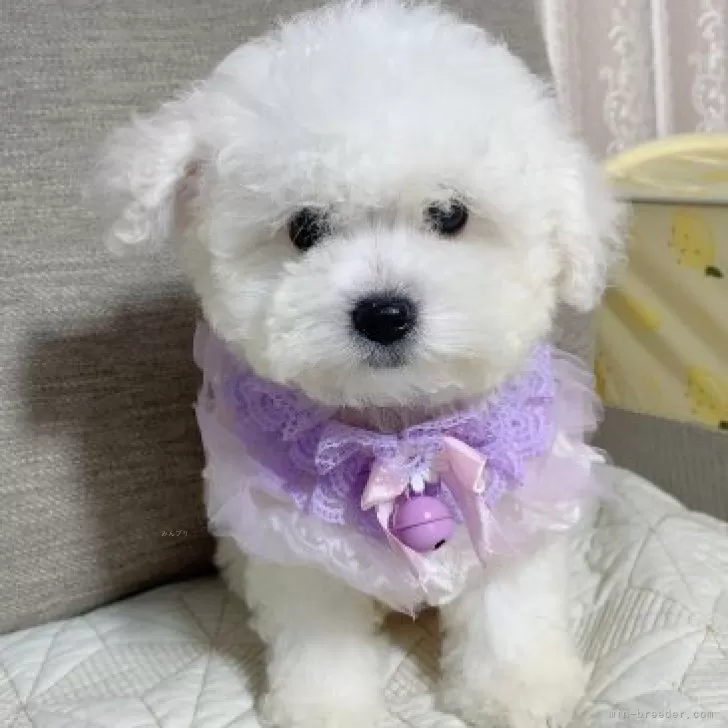 ID：2312-02826の子犬