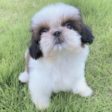 シーズー【茨城県・女の子・2024年4月14日・ホワイト&ゴールド】の写真「可愛い女の子」