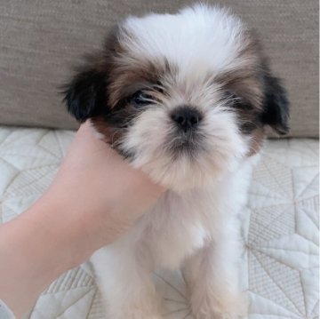 シーズー【茨城県・男の子・2024年4月14日・ホワイト&ゴールド】の写真「可愛い男の子」