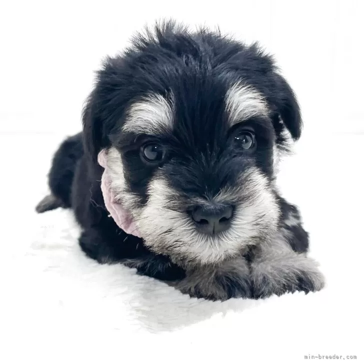 ID：2508-00186の子犬