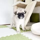 パグ【福岡県・男の子・2024年10月15日・フォーン】の写真3