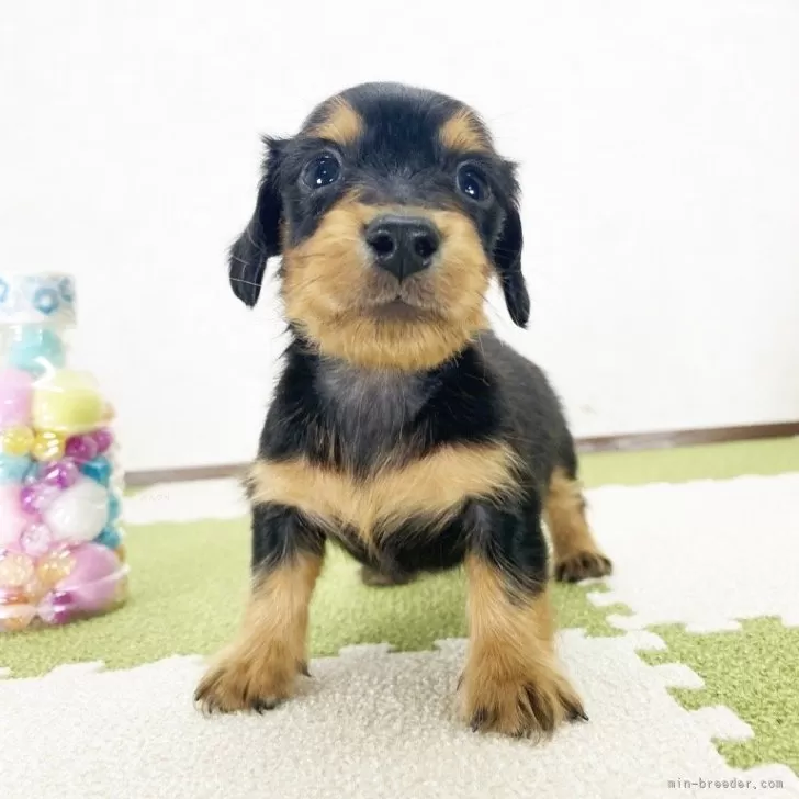 ID：2403-06079の子犬