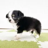 チワワ(ロング)【福岡県・男の子・2023年3月28日・ブラックアンドホワイト】の写真3