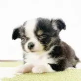 チワワ(ロング)【福岡県・男の子・2023年3月28日・ブラックアンドホワイト】の写真5