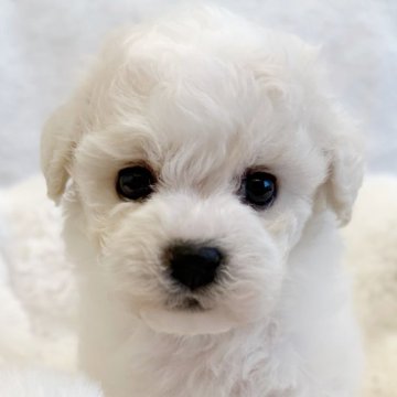 ビションフリーゼ【東京都・女の子・2025年10月25日・ホワイト】の写真「おめめまん丸毛量たっぷりの女の子🎀」