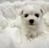 ビションフリーゼ【東京都・女の子・2025年10月25日・ホワイト】の写真2