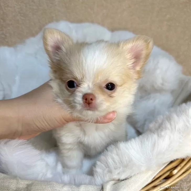 N.H 様のお迎えした子犬