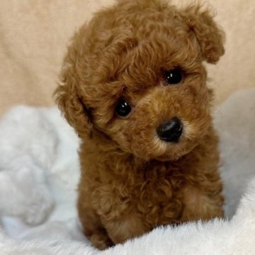 トイプードル(タイニー)【東京都・男の子・2024年4月30日・レッド】の写真「お父さんは1.2キロのティーカップ君です♪」