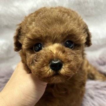 トイプードル(タイニー)【東京都・女の子・2023年10月3日・レッド】の写真「目がクリクリなキュートちゃん✨」