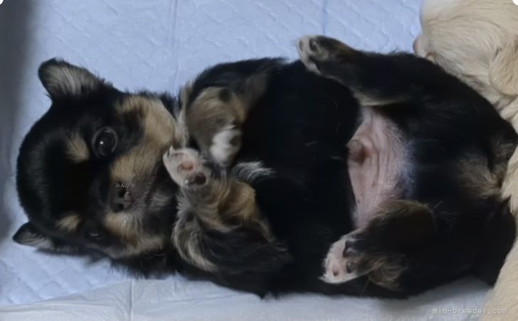 渡邉　さおり(わたなべ　さおり)ブリーダー(熊本県・チワワ(ロング)など・JKC登録)の紹介写真2