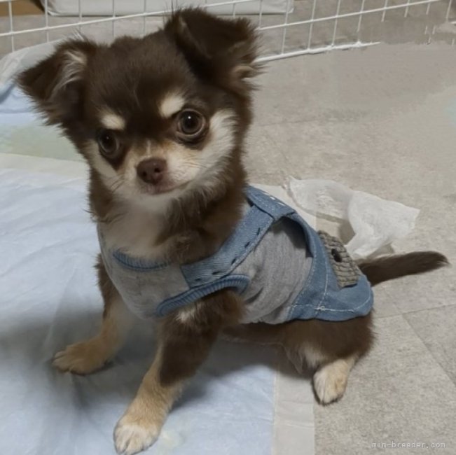 渡邉　さおり(わたなべ　さおり)ブリーダー(熊本県・チワワ(ロング)など・JKC登録)の紹介写真3