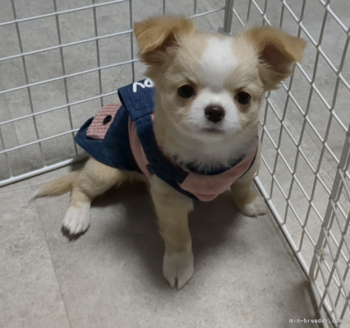 渡邉　さおり(わたなべ　さおり)ブリーダー(熊本県・チワワ(ロング)など・JKC登録)の紹介写真4