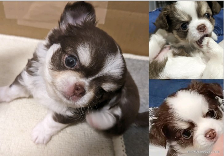 渡邉　さおり(わたなべ　さおり)ブリーダー(熊本県・チワワ(ロング)など・JKC登録)の紹介写真6