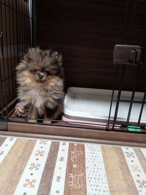 渡邉　さおり(わたなべ　さおり)ブリーダー(熊本県・チワワ(ロング)など・JKC登録)の紹介写真7