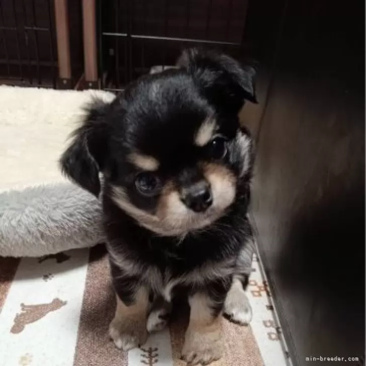 ID：2410-07198の子犬