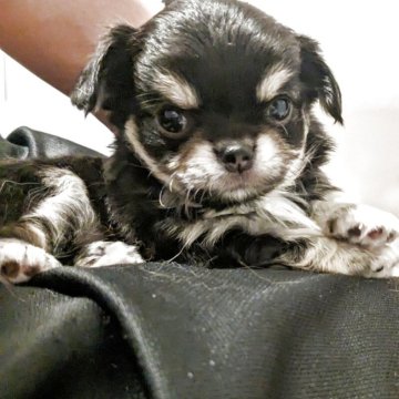 チワワ(ロング)【熊本県・女の子・2025年3月23日・ブラックタン】の写真「兄妹の中で1番小さい女の子☺️」