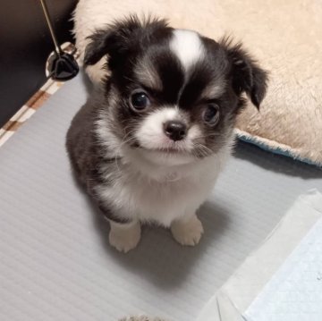 チワワ(ロング)【熊本県・男の子・2024年10月10日・ブラックタン・ホワイト】の写真「コロコロ短足、鼻ぺちゃ君☺️」