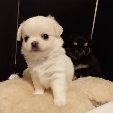 チワワ(ロング)【熊本県・男の子・2025年3月23日・クリームホワイト】の写真「白多めで頭にクリーム色があります☺️」
