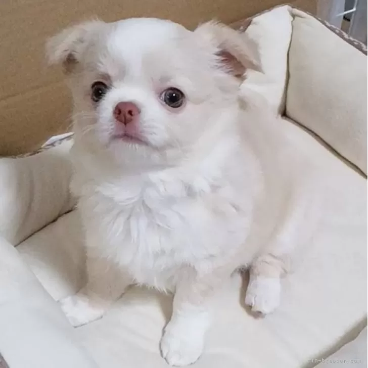 ID：2403-00149の子犬