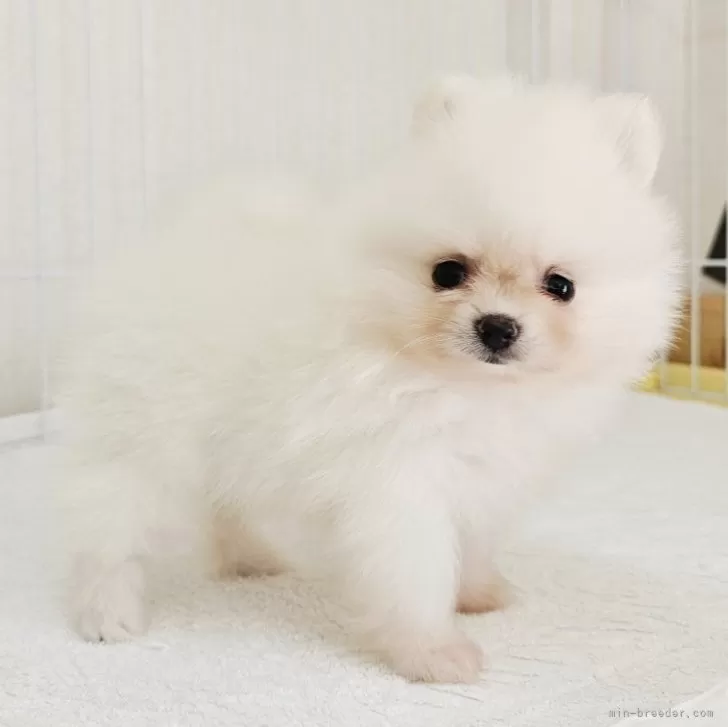 ID：2509-02428の子犬