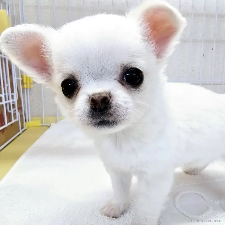 ID：2504-01486の子犬