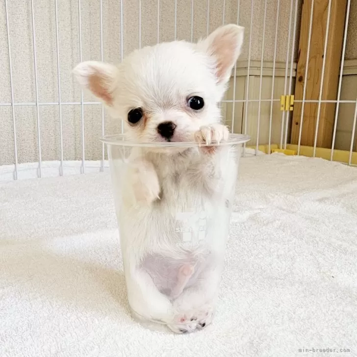 ID:2504-04868の子犬