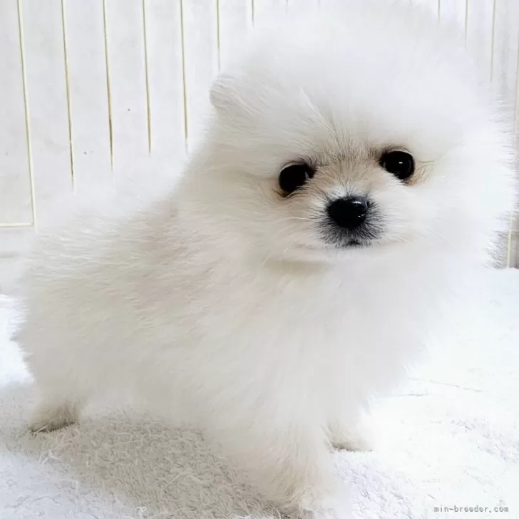 ID：2501-05154の子犬
