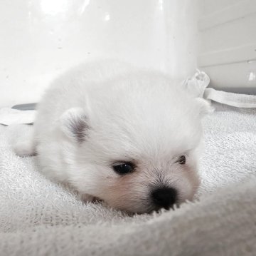 ポメラニアン【大阪府・女の子・2025年10月4日・ホワイト】の写真「サンゴ×シロタマ 2胎子」