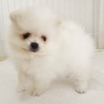 ポメラニアン【大阪府・女の子・2025年9月6日・クリーム】の写真「ミルキー×エース　３胎子」