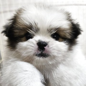 ミックス(ポメラニアン×シーズー)【大阪府・女の子・2025年9月21日・ホワイト&ゴールド】の写真「コムギ×ダイブツ」