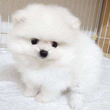 ポメラニアン【大阪府・男の子・2025年9月24日・クリーム】の写真「キントキ×エース２胎子」