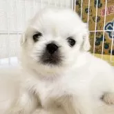 ペキニーズ