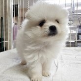 ポメラニアン