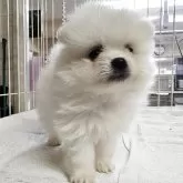 ポメラニアン