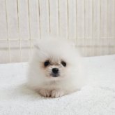 ポメラニアン