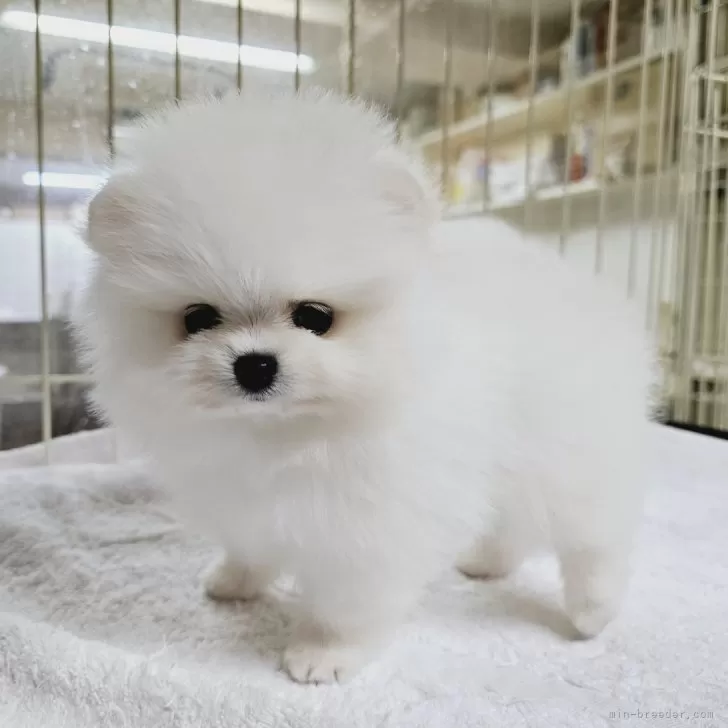 ID:2405-00517の子犬